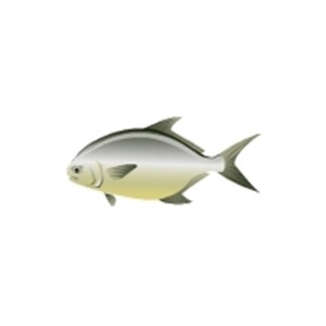 Pompano